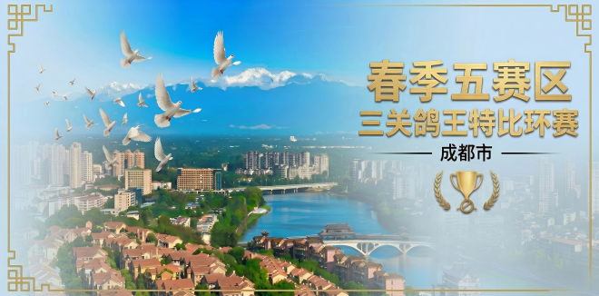 成都市春季五赛区三关鸽王特比环赛