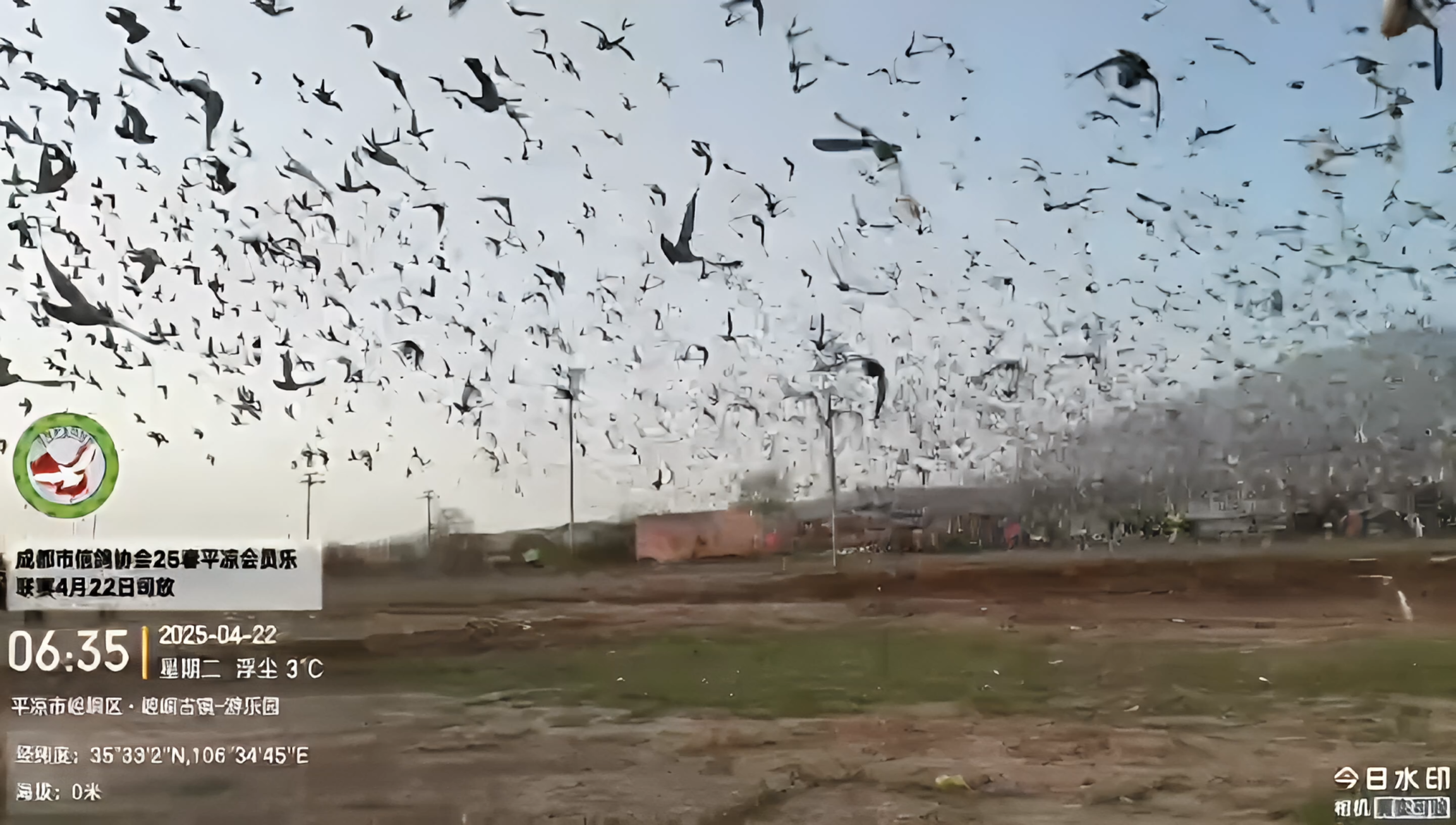 成都市信鸽协会2025年平凉会员乐联赛