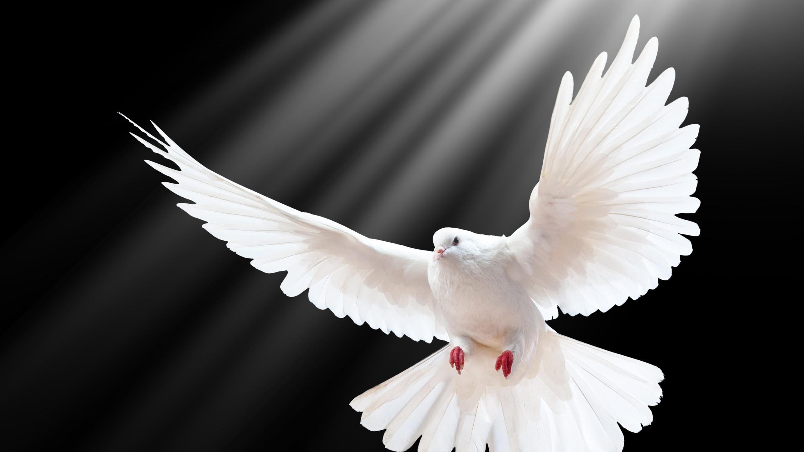 成都鸽羽林赛鸽俱乐部