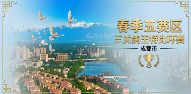 成都市春季五赛区三关鸽王特比环赛
