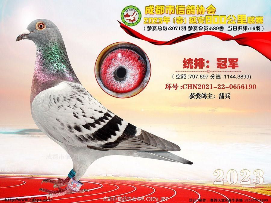  23年春成都市800公里联赛冠军-第10名获奖鸽照片 