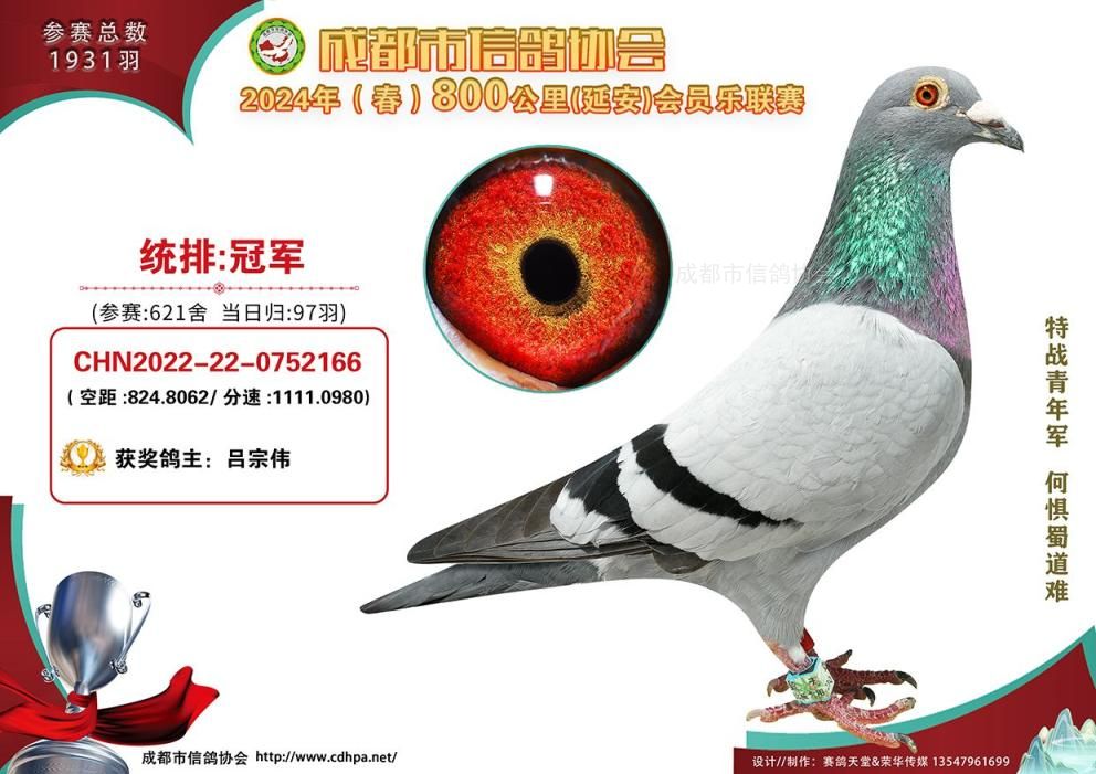 24春成都市全市800公里联赛当日归冠军-第20名获奖鸽照片