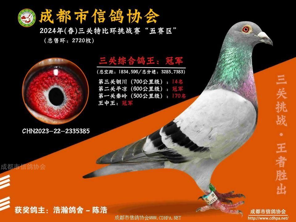 24春五赛区5-6-7百公里三关特比环冠军-第20名获奖鸽