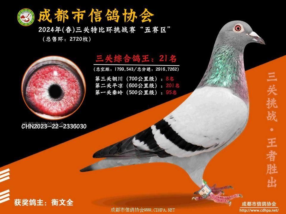 24春五赛区5-6-7百公里三关特比环第21-50名获奖鸽照片