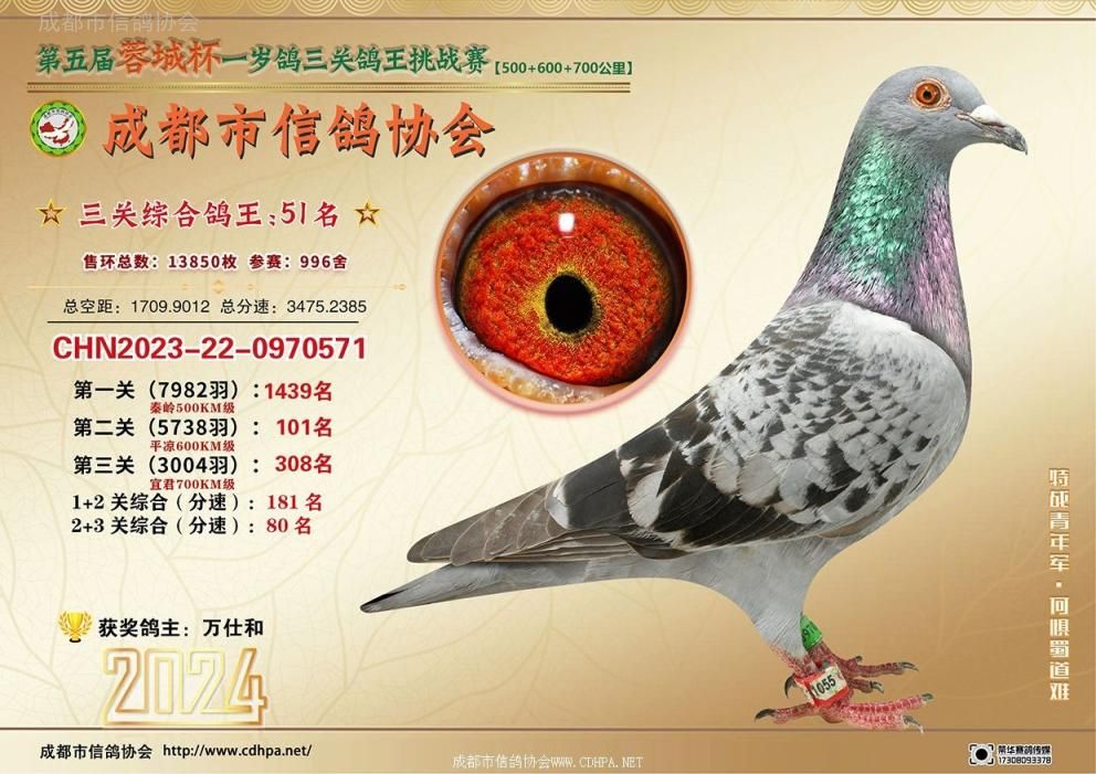 24春蓉城杯5-6-7百公里三关特比环挑战赛第51-100名获奖鸽