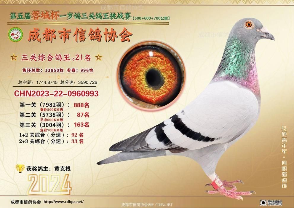 24春蓉城杯5-6-7百公里三关特比环挑战赛第21-50名获奖鸽