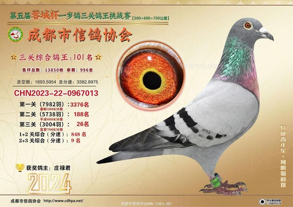 24春蓉城杯5-6-7百公里三关特比环挑战赛第101-150名获奖鸽