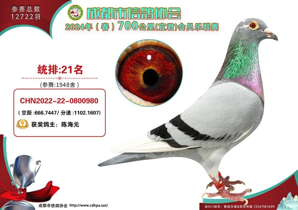 24春成都市700公里联赛宜君站第21-50名获奖鸽