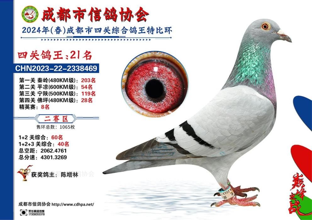 24春成都市二赛区四关特比环赛第21名-50名获奖鸽
