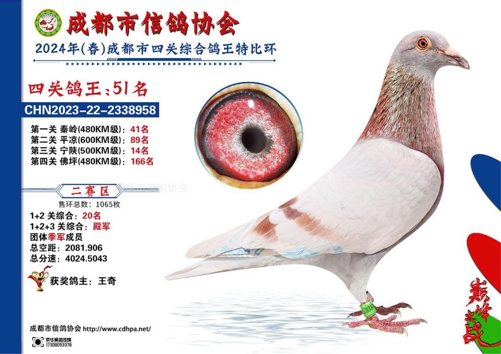 24春成都市二赛区4关鸽王特比环赛第51-100名获奖鸽