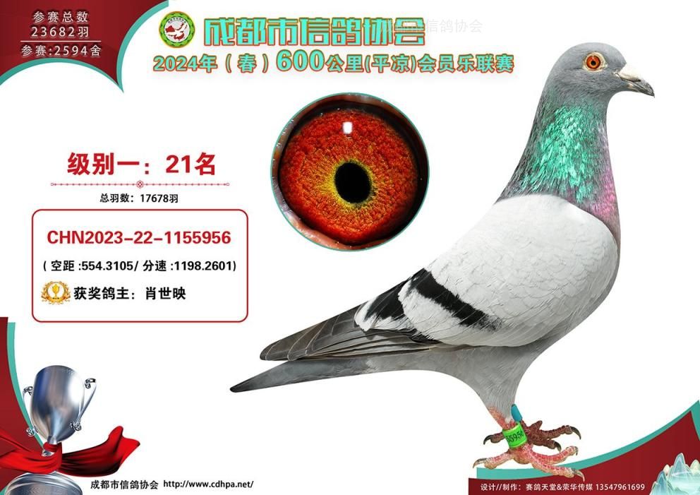 24春成都市600公里平凉联赛级别1第21名-50名获奖鸽