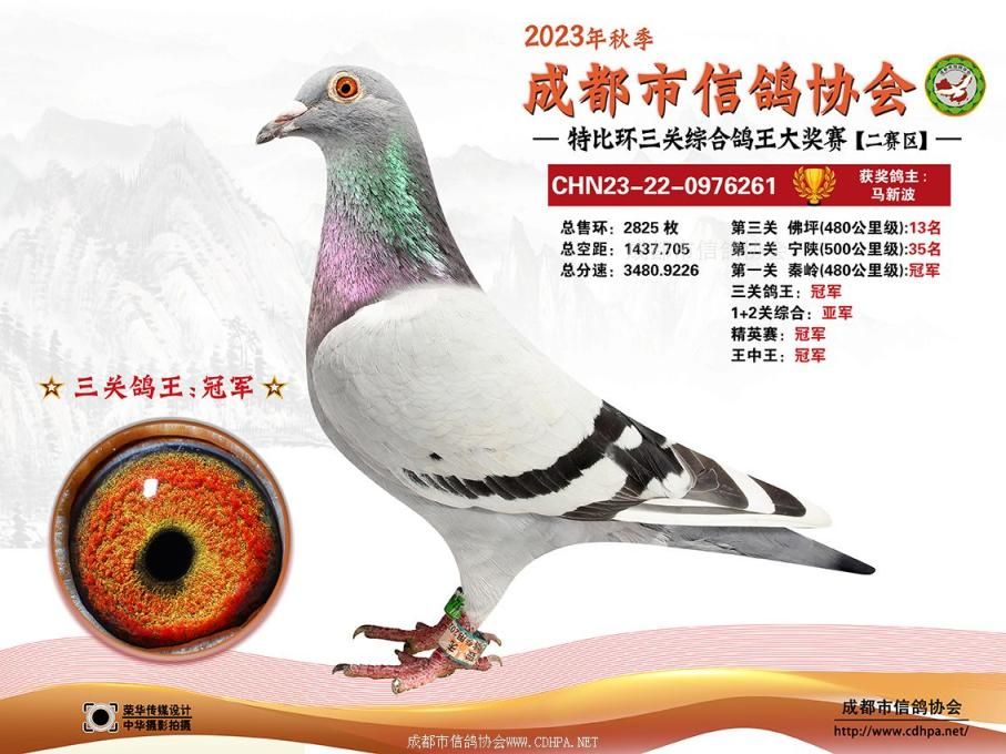 23秋成都市三关特比环第1-10名获奖鸽