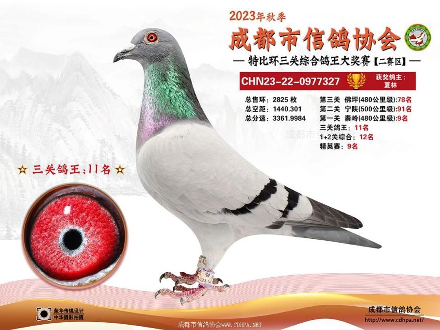 23秋成都市三关特比环第11-30名获奖鸽
