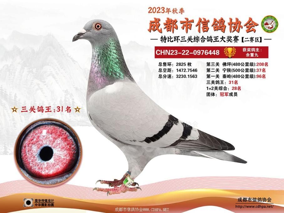 23秋成都市三关特比环第31-60名获奖鸽