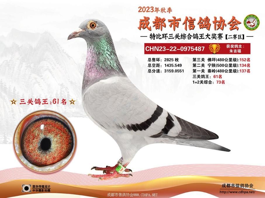 23秋成都市三关特比环第61-90名获奖鸽照片