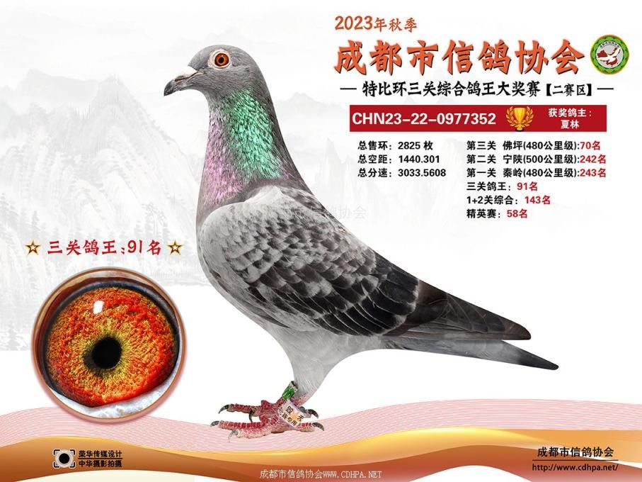 23秋成都市三关特比环第91-120名获奖鸽照片
