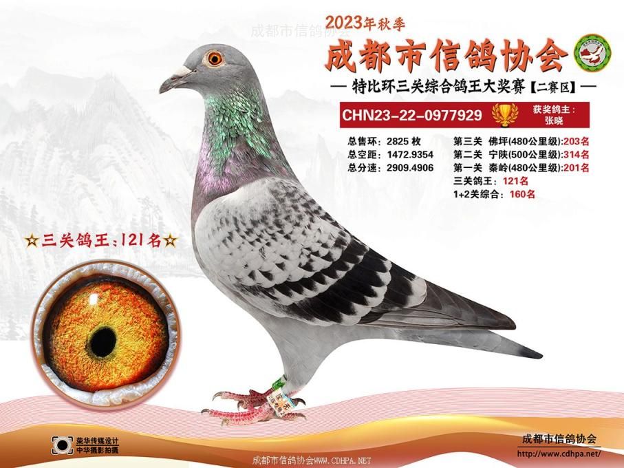 23秋成都市三关特比环第121-150名获奖鸽照片