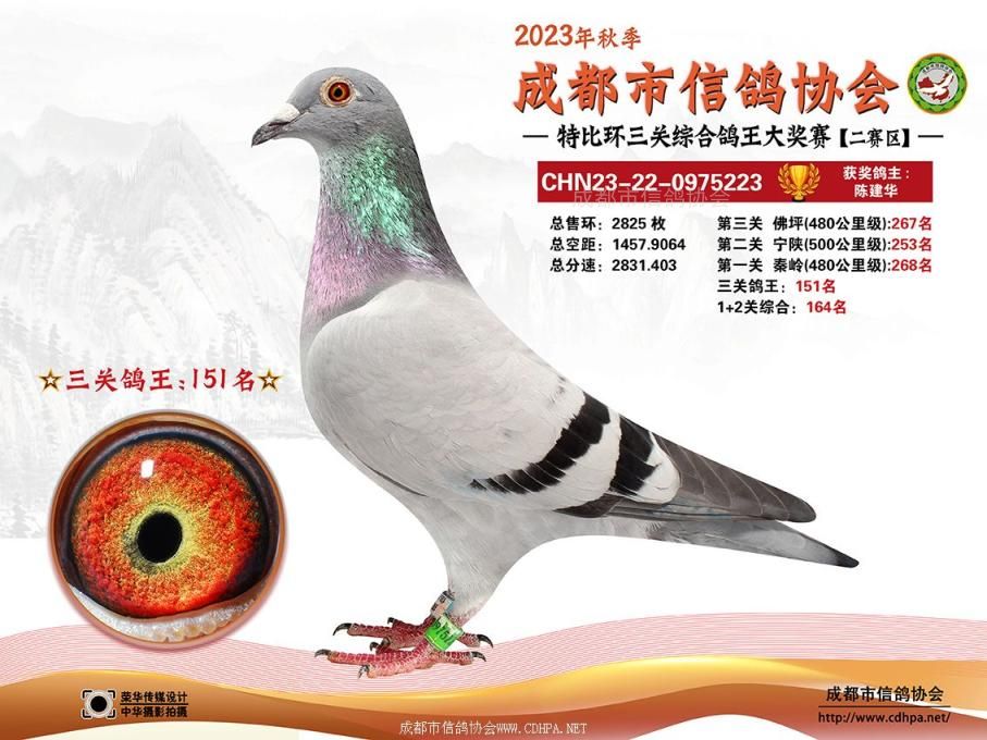 23秋成都市三关特比环第151-180名获奖鸽照片