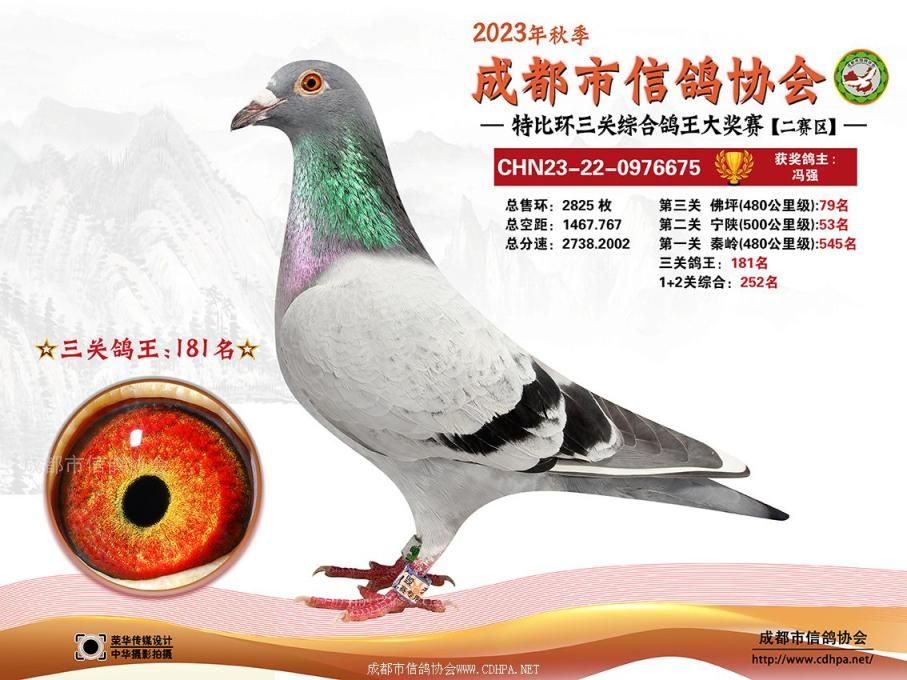 23秋成都市三关特比环第181-235名获奖鸽照片
