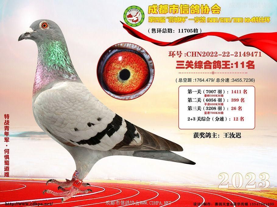 23春成都市蓉城杯第11名-20名获奖鸽照片