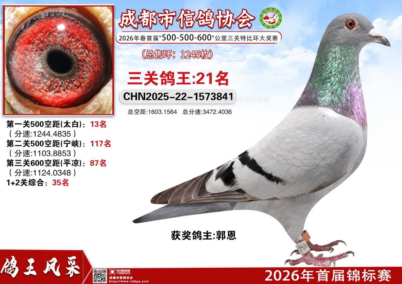 26年春成都市二赛区首届锦标赛556三关特比环赛第21-50名获奖鸽