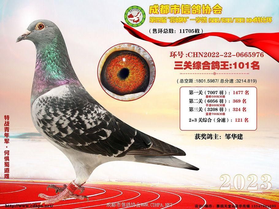 23春成都市蓉城杯第101名-150名获奖鸽照片