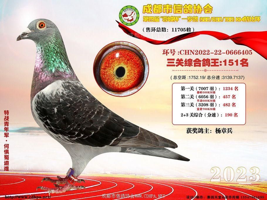 23春成都市蓉城杯第151名-200名获奖鸽照片