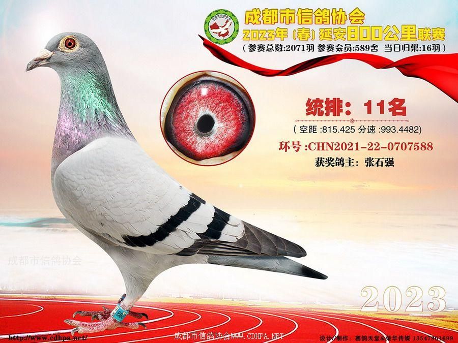 23春成都市800公里联赛第11名-20名获奖鸽照片