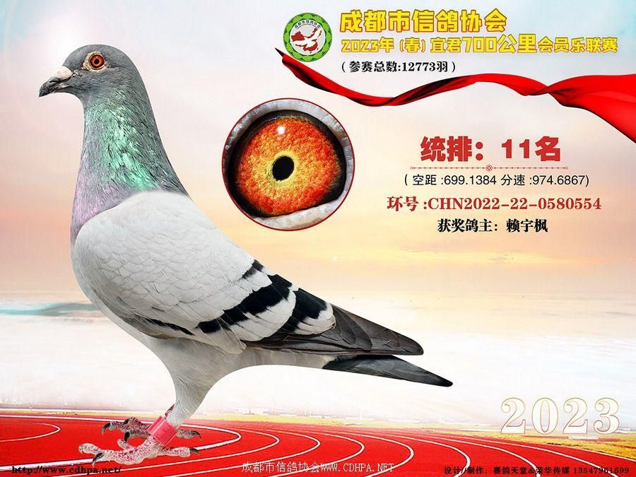 23春成都市700公里宜君联赛第11名-第30名获奖鸽照片
