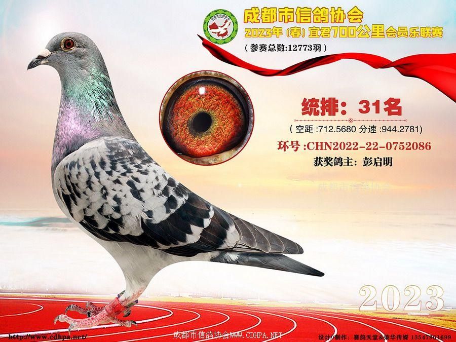 23春成都市700公里宜君联赛第31名-第50名获奖鸽照片