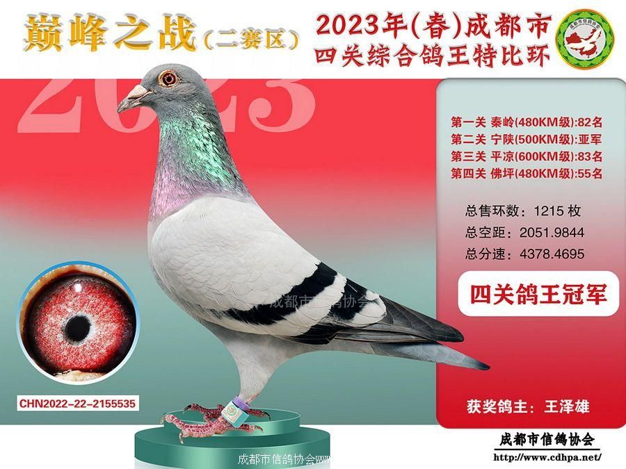 23春成都市四关特比环冠军-第10名获奖鸽照片