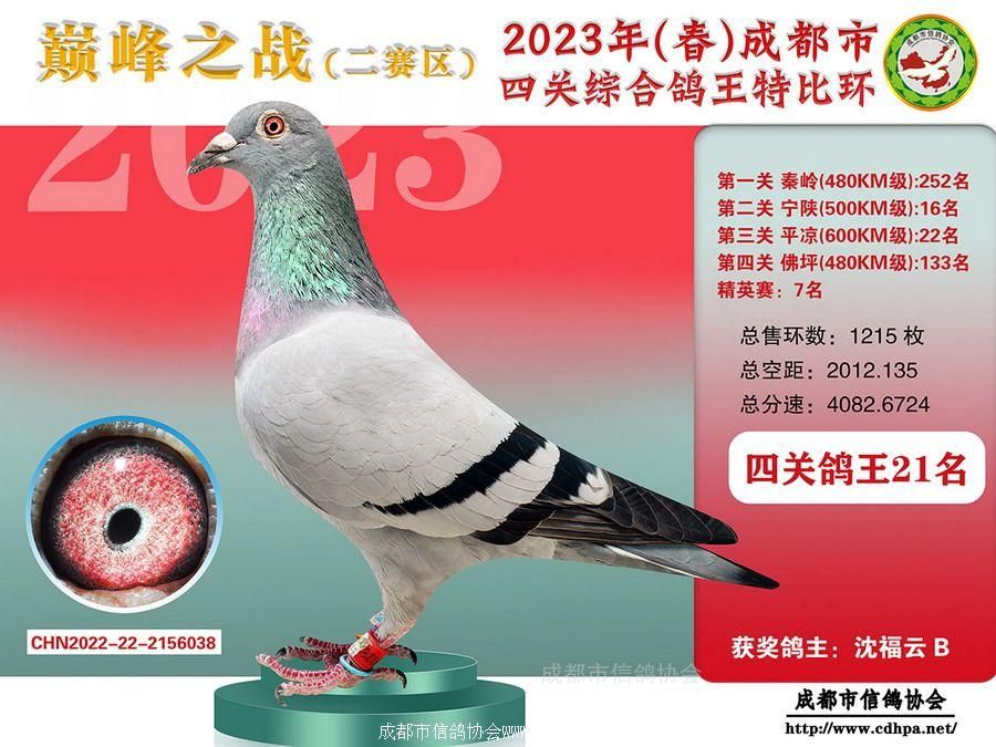 23春成都市四关特比环第21名-50名获奖鸽照片