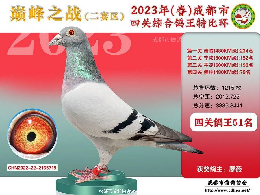 23春成都市四关特比环第51名-80名获奖鸽照片