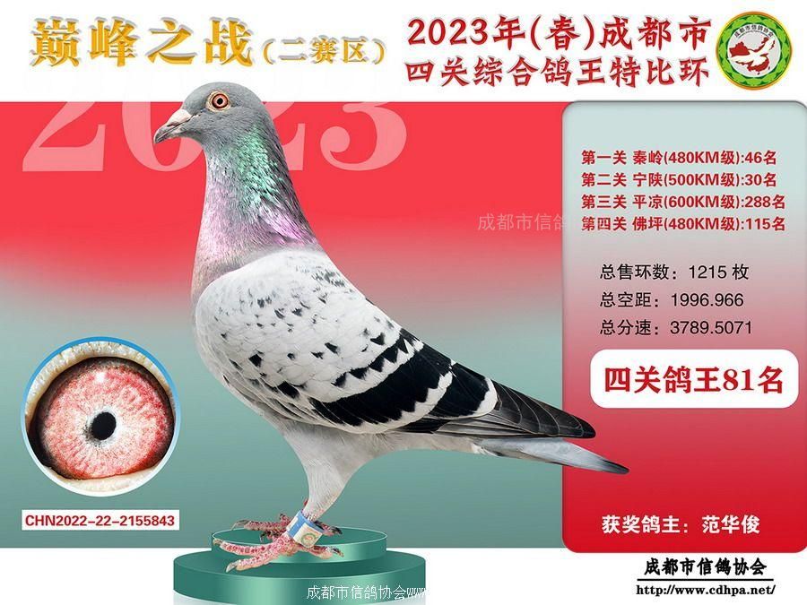 23春成都市四关特比环第81名-120名获奖鸽照片