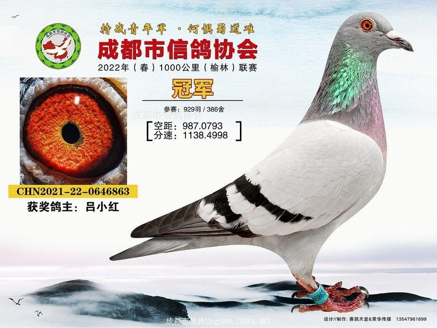 22春1000公里联赛冠军-10名获奖鸽照片