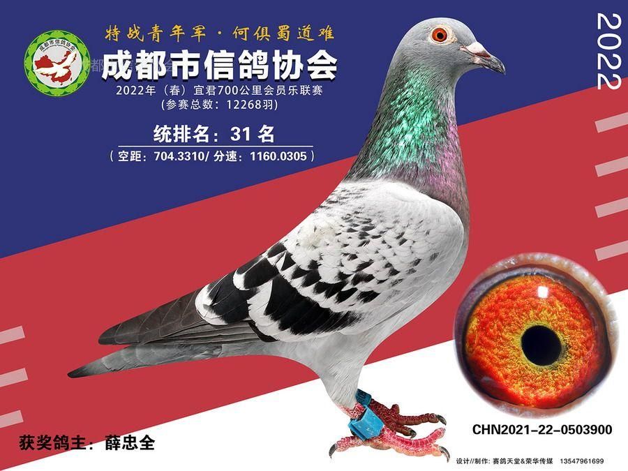 22春会员乐宜君站第31-50名获奖鸽照片
