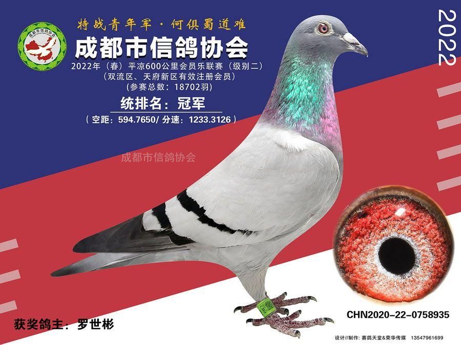 22春会员乐平凉站级别2冠军至第10名获奖鸽照片