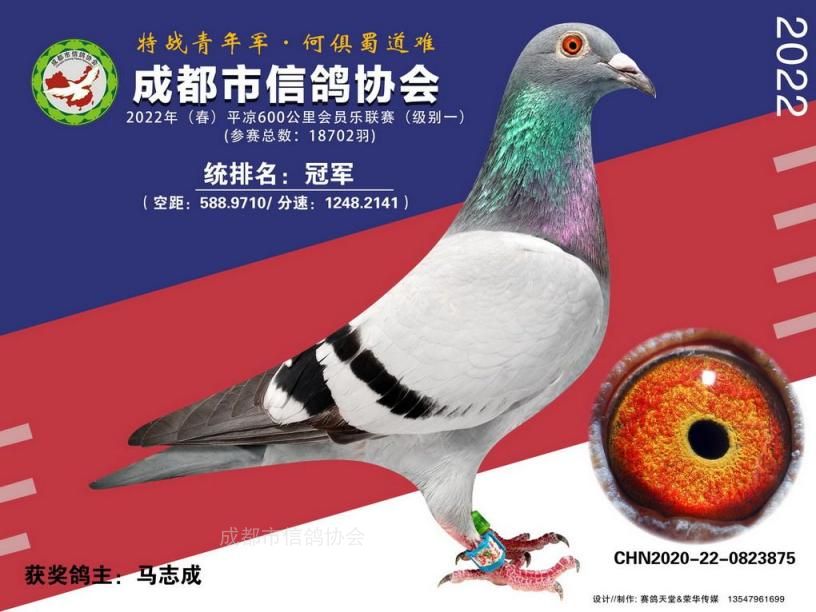 22春会员乐平凉级别1冠军-第20名获奖鸽照片