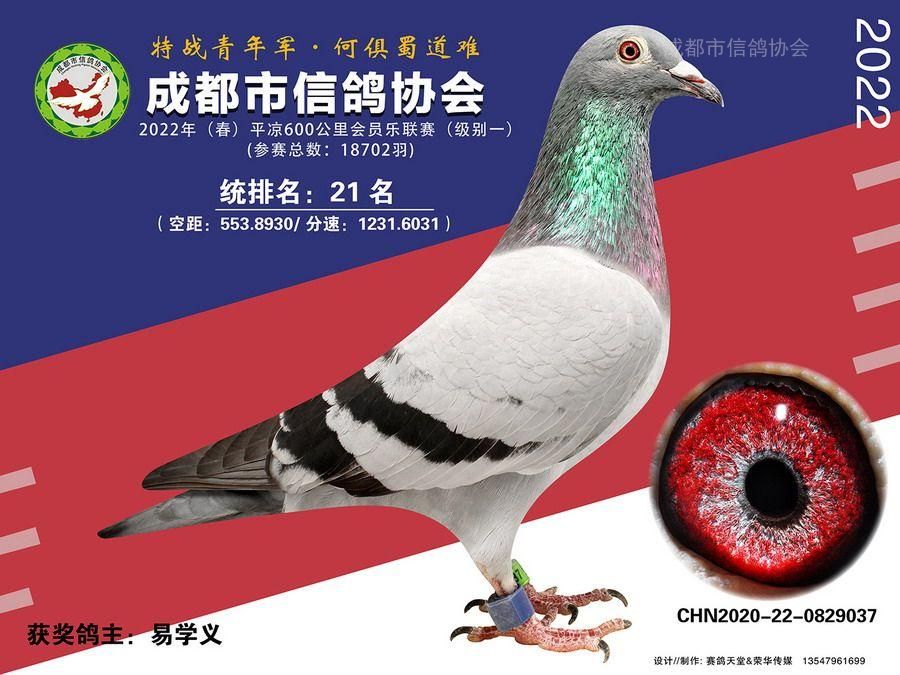22春会员乐平凉级别1第21-30名获奖鸽照片