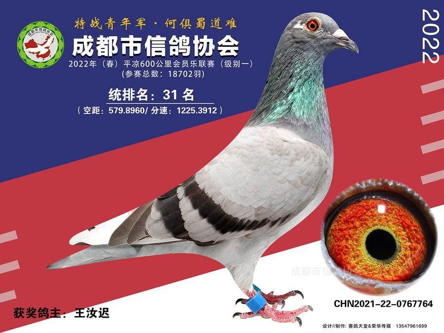 22春会员乐平凉级别1第31-50名获奖鸽照片