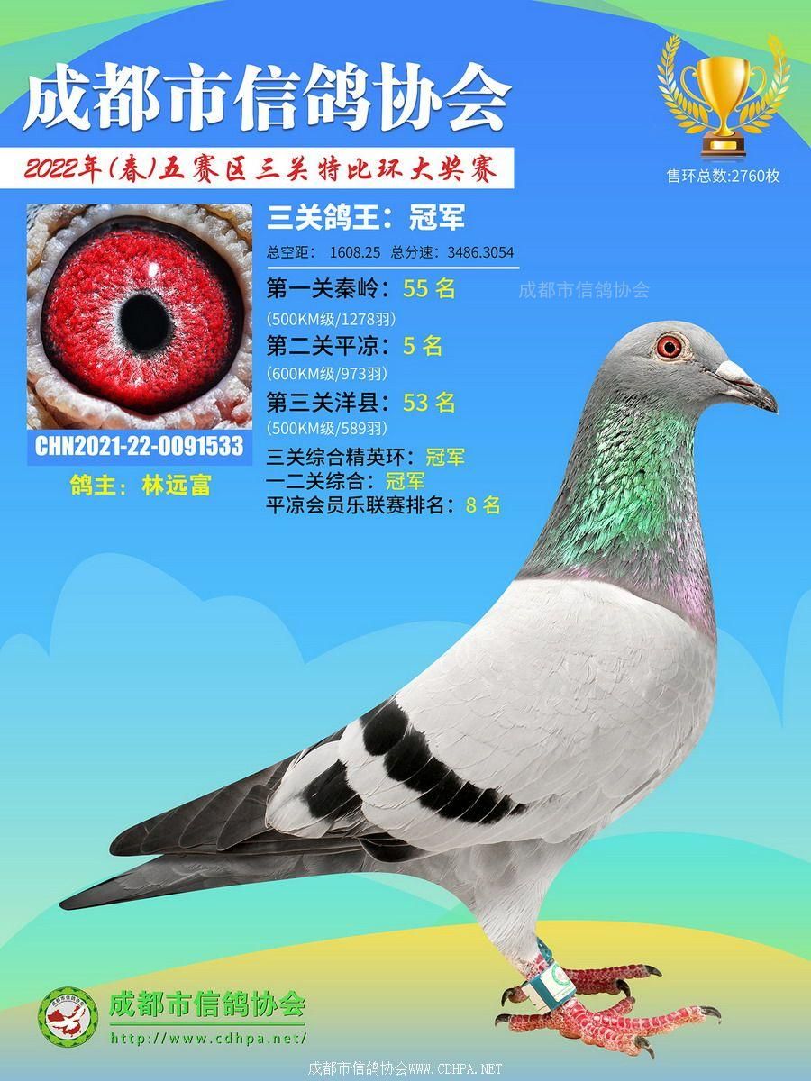 22春五赛区三关鸽王冠军-10名获奖鸽照片