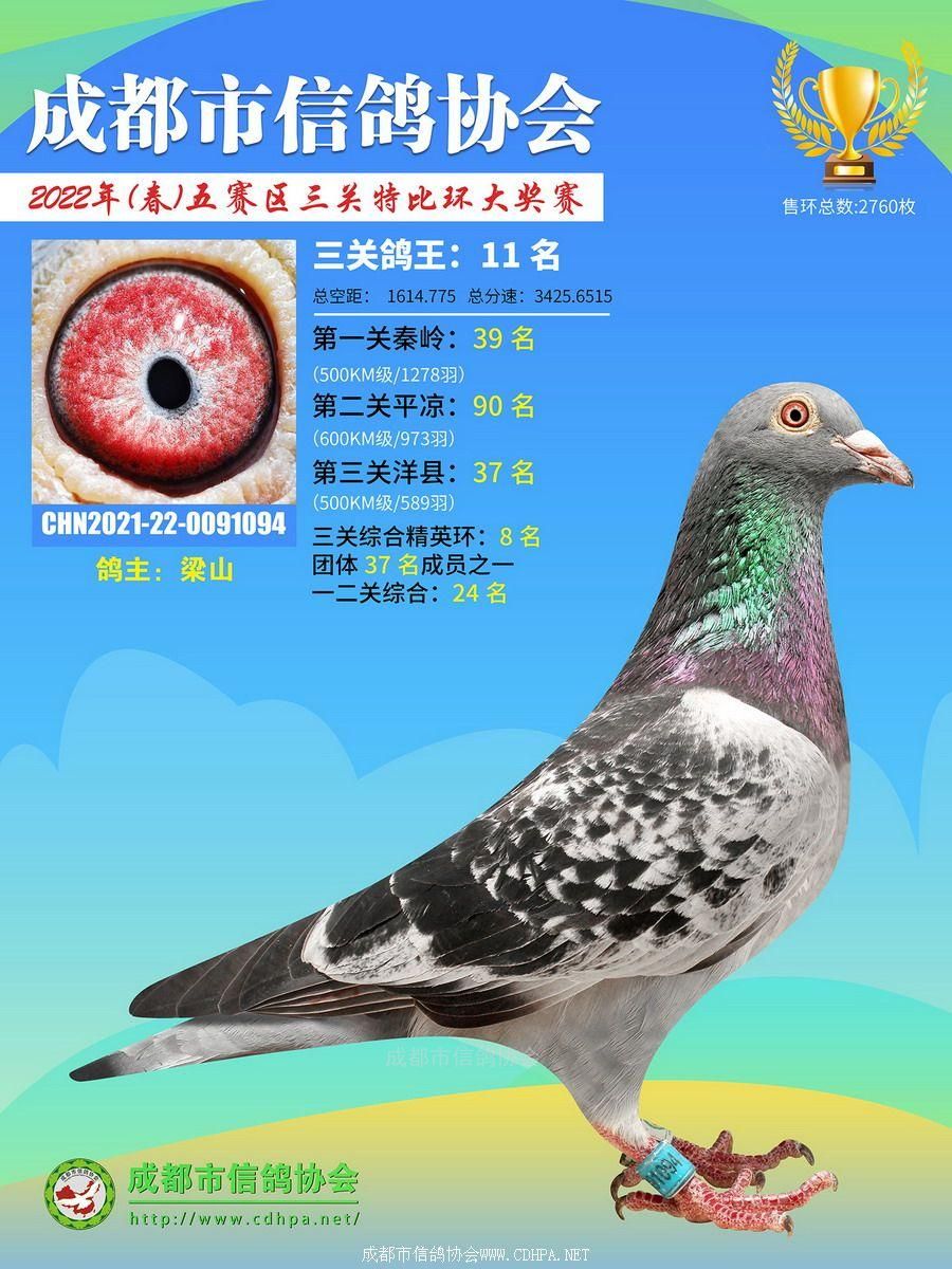 22春五赛区三关鸽王第11-30名获奖鸽照片