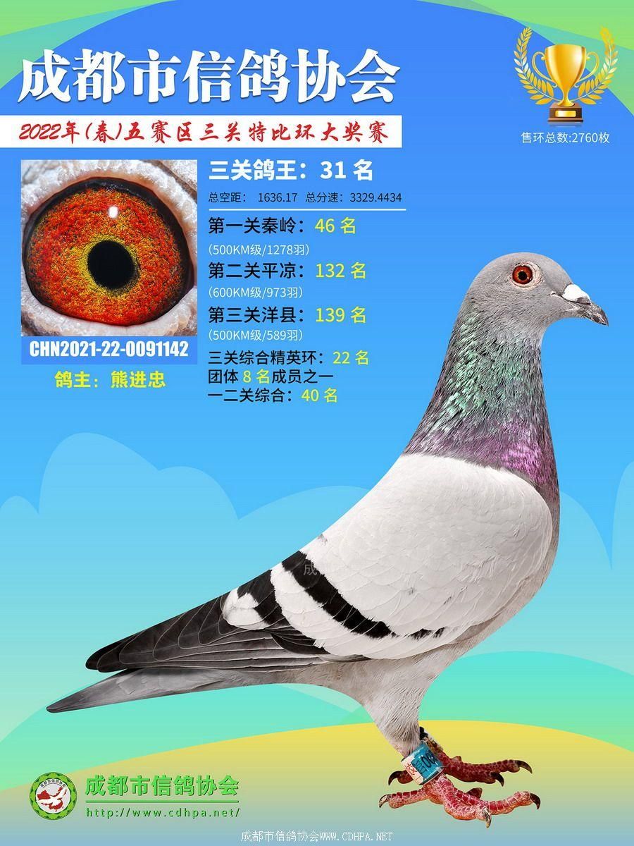 22春五赛区三关鸽王第31-50名获奖鸽照片