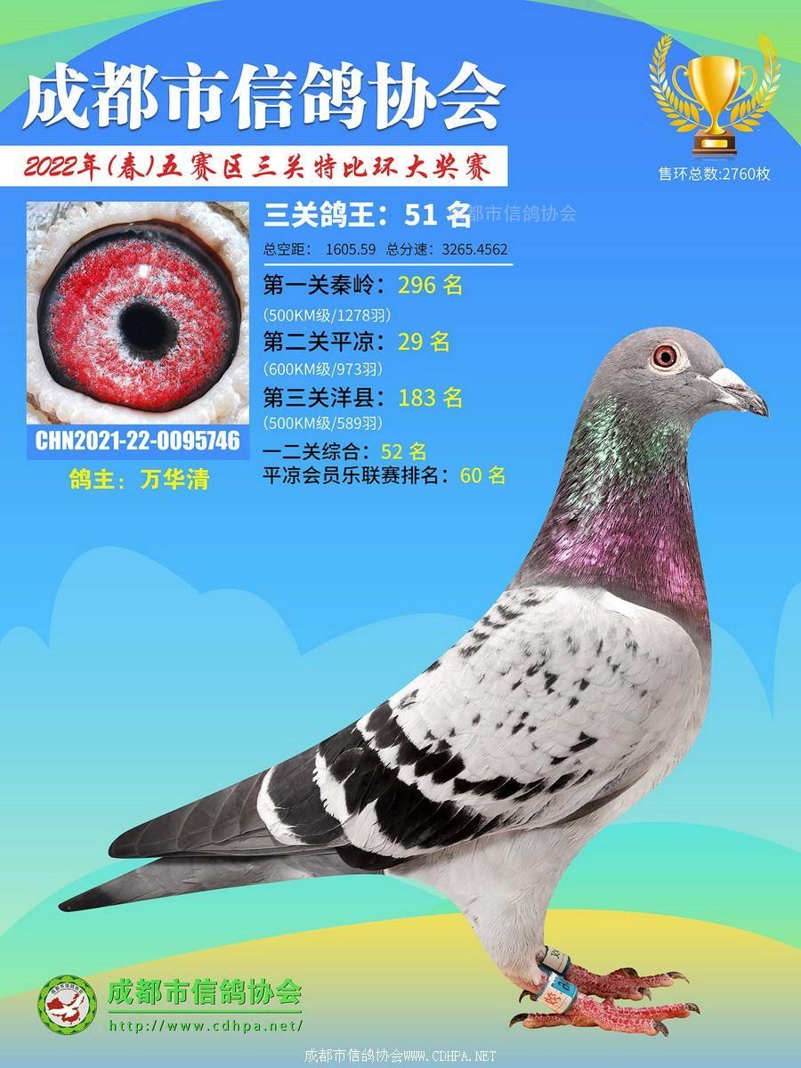 22春五赛区三关鸽王第51-100名获奖鸽照片