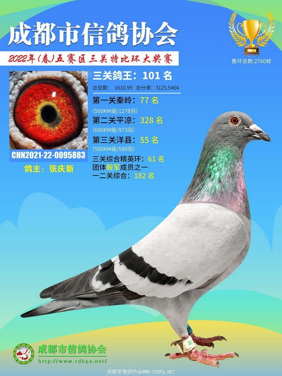 22春五赛区三关鸽王第101-150名获奖鸽照片