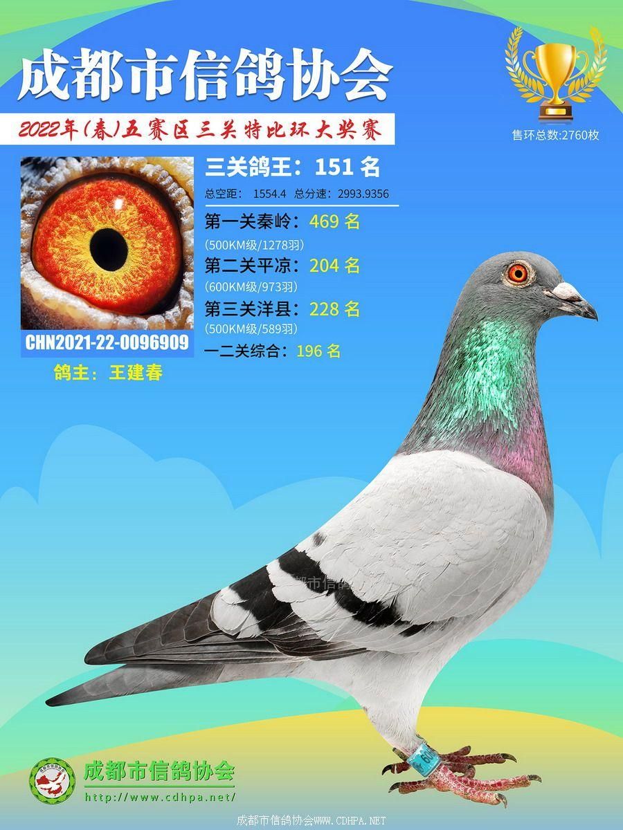 22春五赛区三关鸽王第151-200名获奖鸽照片