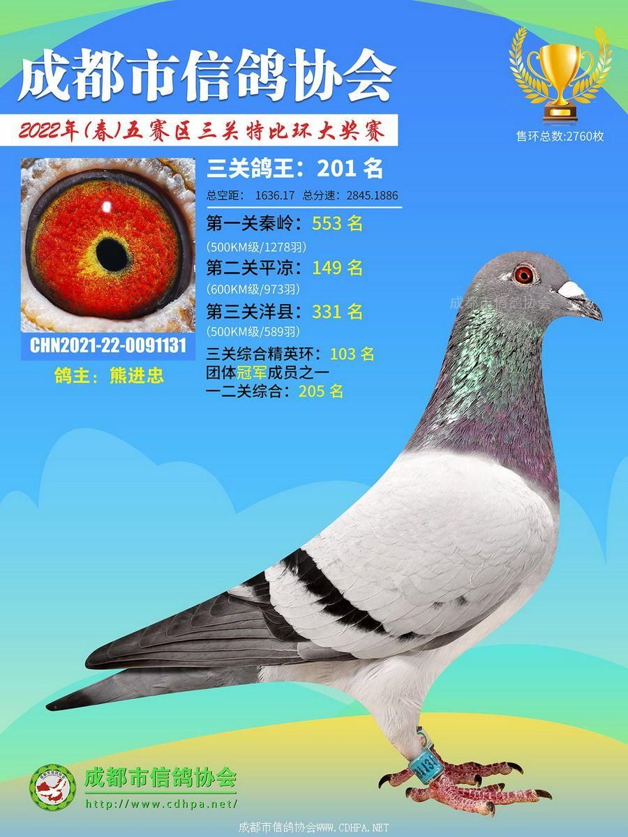 22春五赛区三关鸽王第201-242名获奖鸽照片