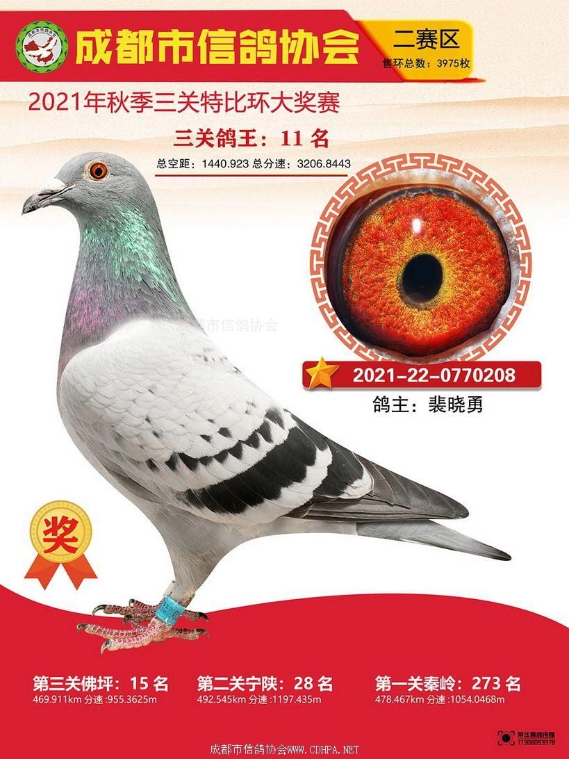 成都市21秋特二赛区三关鸽王11-20名照片