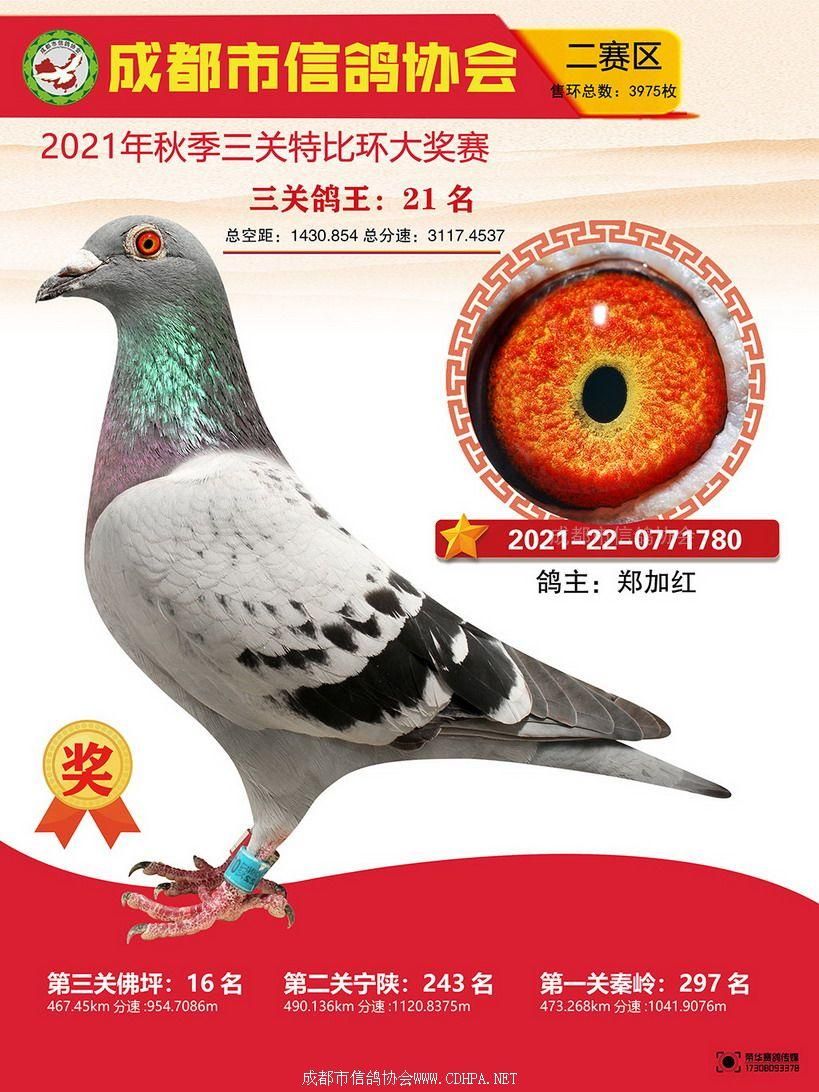 成都市21秋特二赛区三关鸽王21-50名照片
