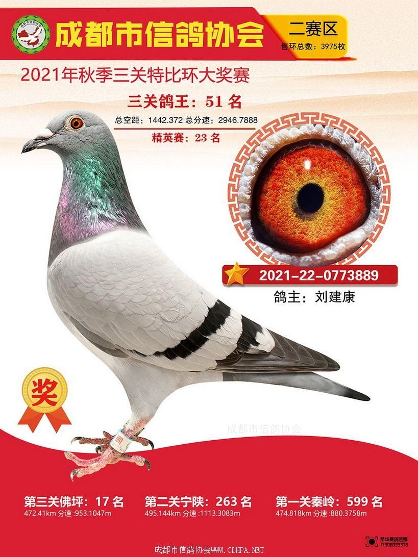 成都市21秋特二赛区三关鸽王51-100名照片